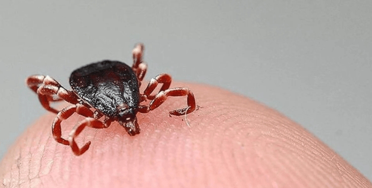 Kırım Kongo kabusu geri geldi: 8 hastaya teşhis konuldu, bir hasta yaşamını yitirdi