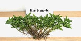 Sebze yetiştirir gibi kenevir yetiştirdi
