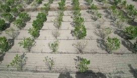 Sigorta yaptırmayan cennet hurması üreticisi yardım eli bekliyor
