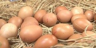 Mart ayında yıllık tavuk yumurtası üretimi yüzde 8,8 azaldı
