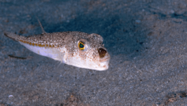 Balon balığı avcılığına yönelik destekleme tutarı artırıldı