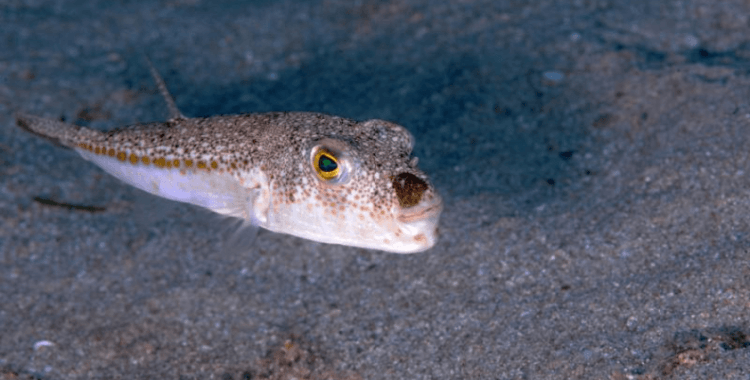 Balon balığı avcılığına yönelik destekleme tutarı artırıldı