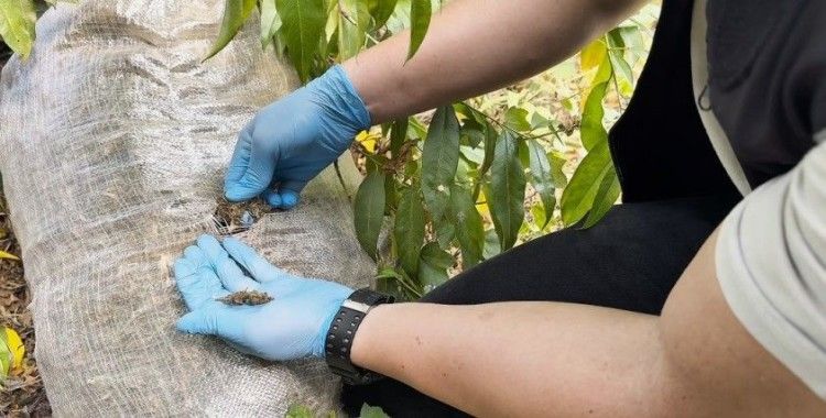 Şeftali serasında çuvallarca uyuşturucu ele geçirildi
