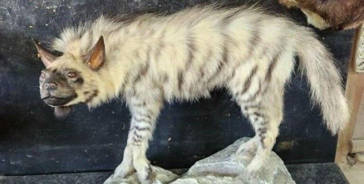 Çizgili sırtlanın tahniti yaptırıldı
