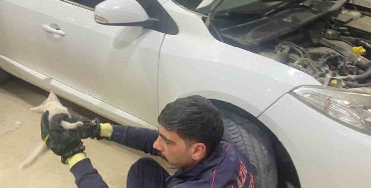 Elazığ’da aracın motor kısmına sıkışan kedi, itfaiye tarafından kurtarıldı
