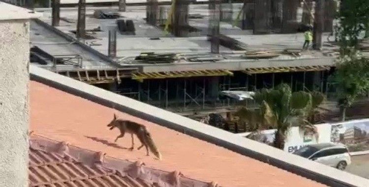 Çatıya çıkan tilki ekipleri harekete geçirdi
