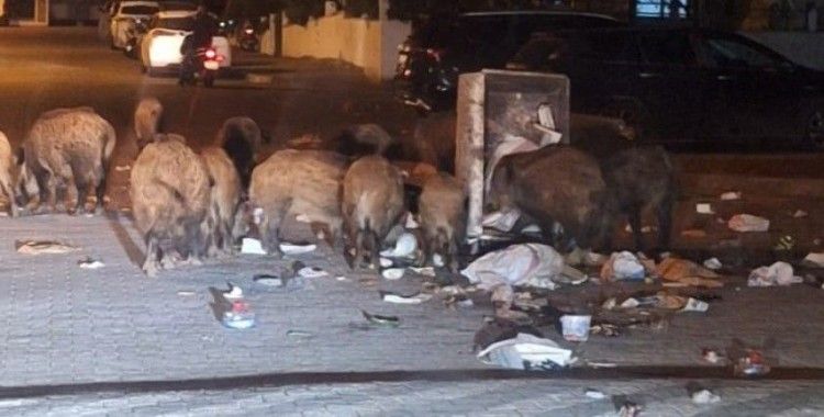 Belediyenin çöpleri zamanında toplamadığı Marmaris’te yaban domuzu istilası yaşanıyor

