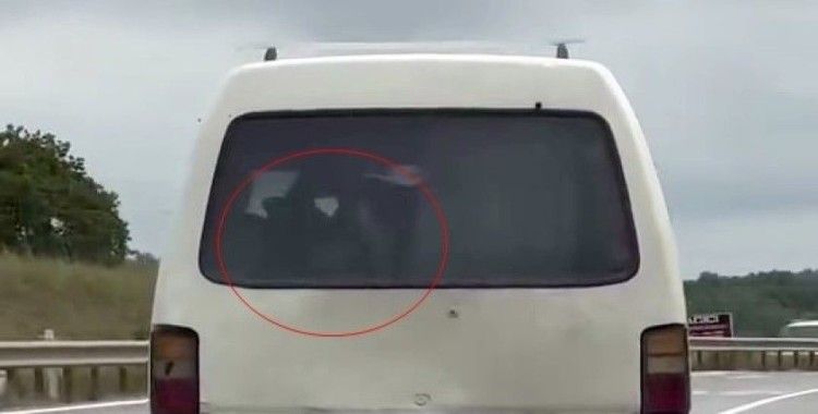 Panelvanın arkasında buzağı taşıdı
