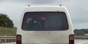 Panelvanın arkasında buzağı taşıdı
