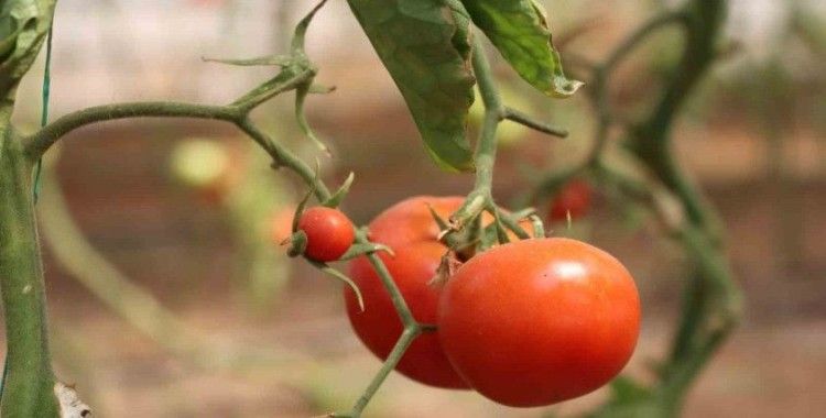 Şanlıurfa’da sebzeler hem sofraya hem de ekonomiye katkı sağlıyor
