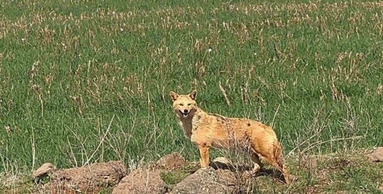 Diyarbakır’da tarlada kurt gören vatandaş cep telefonuyla kayda aldı
