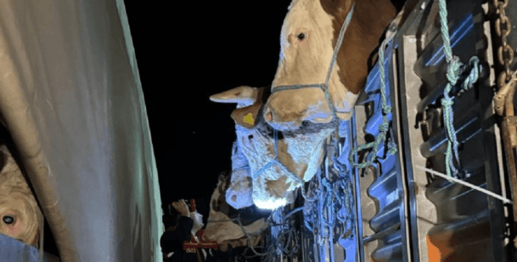 İstanbul'a kurbanlık hayvan girişleri başladı