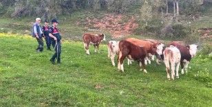 Yozgat’ta büyükbaş hayvanları kaybolan vatandaşın yardımına Jandarma koştu

