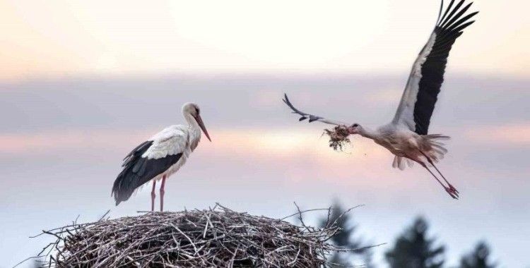 ‘Uluslararası Bursa Leylek Şenliği’ başlıyor