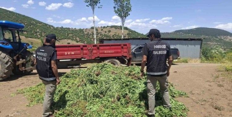 Balıkesir’de kenevir bahçesine operasyon