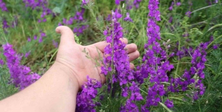 Eskişehir’de Söğüt Otları görsel şölen oluşturdu