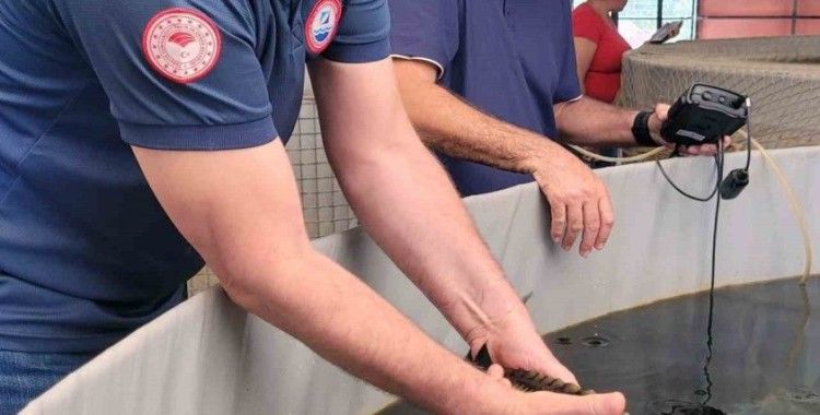 Milas’ta toprak havuzlarda ‘Mersin Balığı’ deneme üretimi başladı