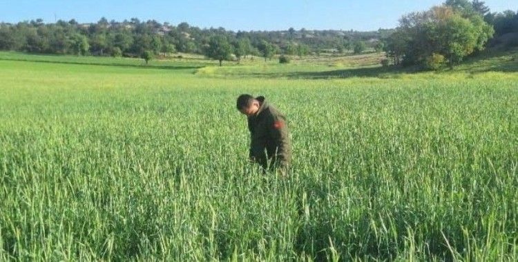 Süne zararlısına karşı mücadele sürüyor