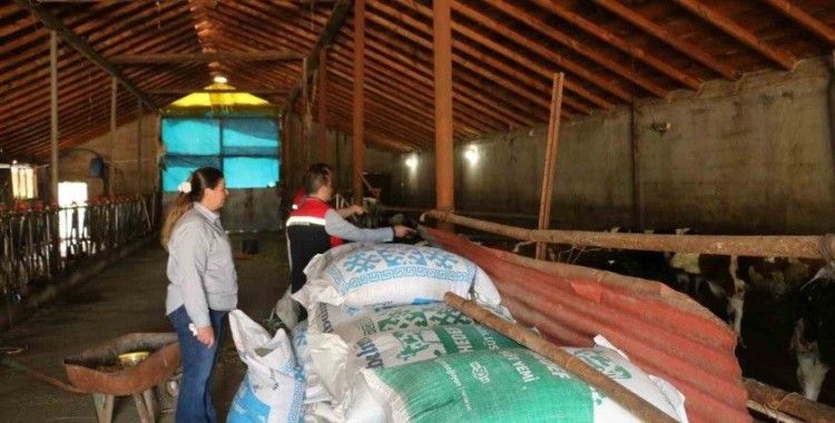 Erzincan’da kadın muhtar, hayvancılıkta örnek oluyor