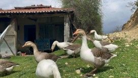 Kick boksçu "kaz tüyü" topluyor ihraç ediyor yorgan yapıyor
