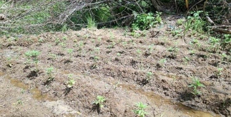 Bingöl’de 330 kök kenevir ele geçirildi