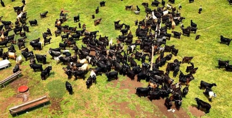 Kurbanlık satışları başladı, talep geçmiş yıllara göre düşük kaldı