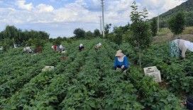 Damaklarda iz bırakan ’nazende’ fasulyesinin hasadına başlandı
