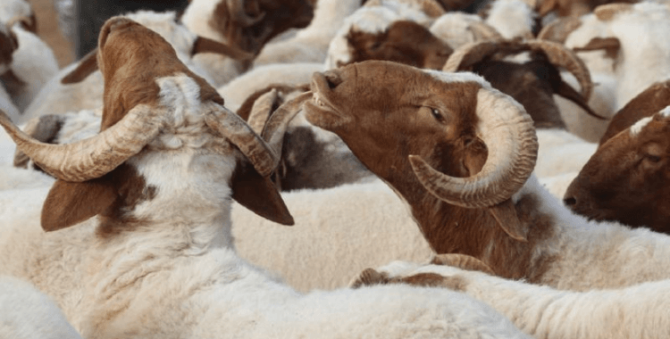 Satılmayan kurbanlıkları Et ve Süt Kurumu alacak