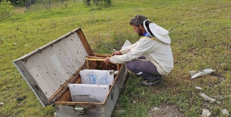 Kastamonu’da ayı bal kovanlarını parçaladı
