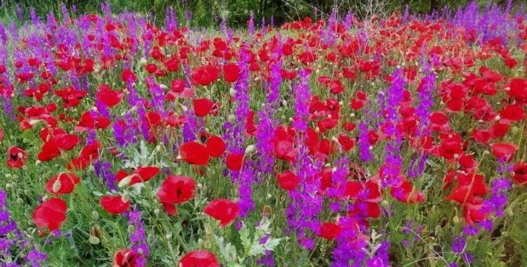 Hisarcık’ta tarlalar mor ve kırmızı renge büründü
