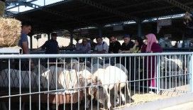 Denizli’de kurbanlıklar alıcılarını bekliyor
