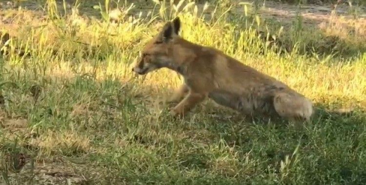 KYK yurdunda davetsiz misafir
