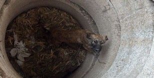 Antakya’da kuyuya düşen köpeği itfaiye kurtardı
