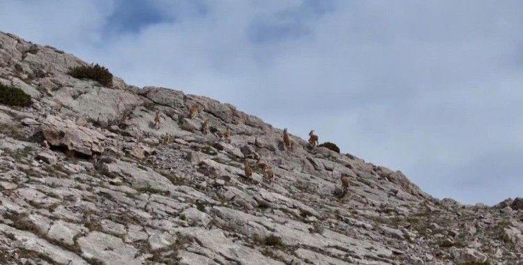 Erzincan’da dağ keçileri havadan görüntülendi
