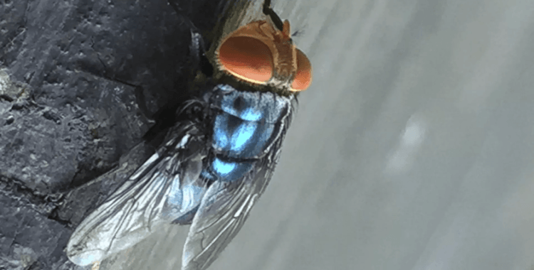 Etle beslenen sinek istilası: Halk sağlığını tehdit ediyor