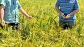 Kütahya’da sertifikalı arpaların tarla kontrolleri yapıldı
