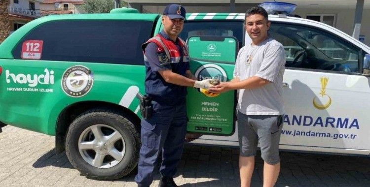 Yaralı halde bulunan baykuş, jandarma ekiplerince kurtarıldı
