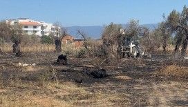 Burhaniye’de çıkan yangında çok sayıda zeytin ağacı kül oldu
