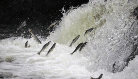 Kaçak inci kefali avlayanlara 2,6 milyon lira ceza