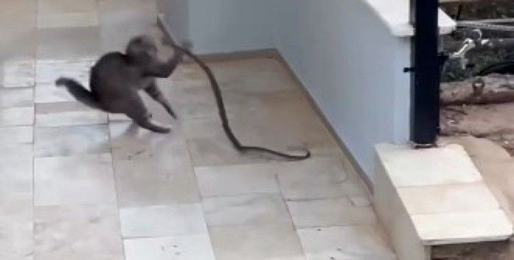 Alanya’da yılana kafa tutan kedi
