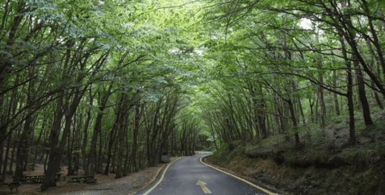 Ülke genelinde 47 ilde ormanlara giriş yasaklandı