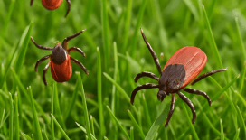 Kene ölümleri artıyor: 4 gün önce vücuduna kene yapışan bir kişi daha hayatını kaybetti