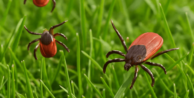 Kene ölümleri artıyor: 4 gün önce vücuduna kene yapışan bir kişi daha hayatını kaybetti