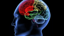 Bilim dünyasında ezber bozan bulgu: Beyin, sadece şekeri değil yağı da enerjiye çeviriyor