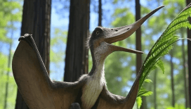 209 milyon yıllık yeni bir 'pterozor' türü bulundu: 'Kül kanatlı şafak tanrıçası' adı verildi