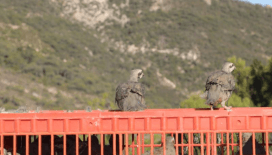 İzmir'de 1500 keklik doğaya bırakıldı