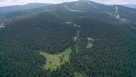 Erzurum'da ormanlık alanlara girişler yasaklandı