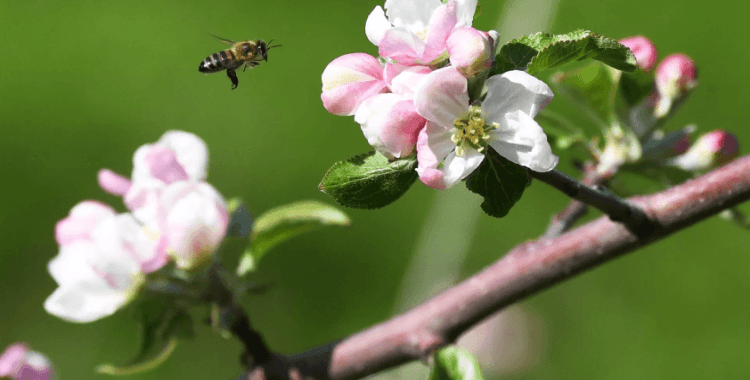 Bilim insanları: Bitkiler hayvanlara fısıldıyor