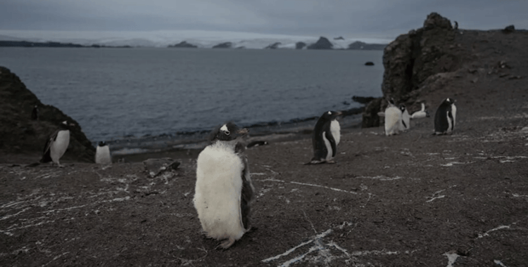 Rus bilim insanı: Karbondioksitin yer altına yönlendirilmesi iklim değişikliğiyle mücadelede yardımcı olabilir