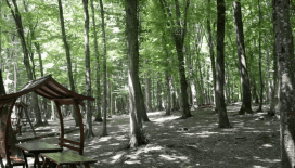 Yalova'da ormanlık alanlara girişler yasaklandı